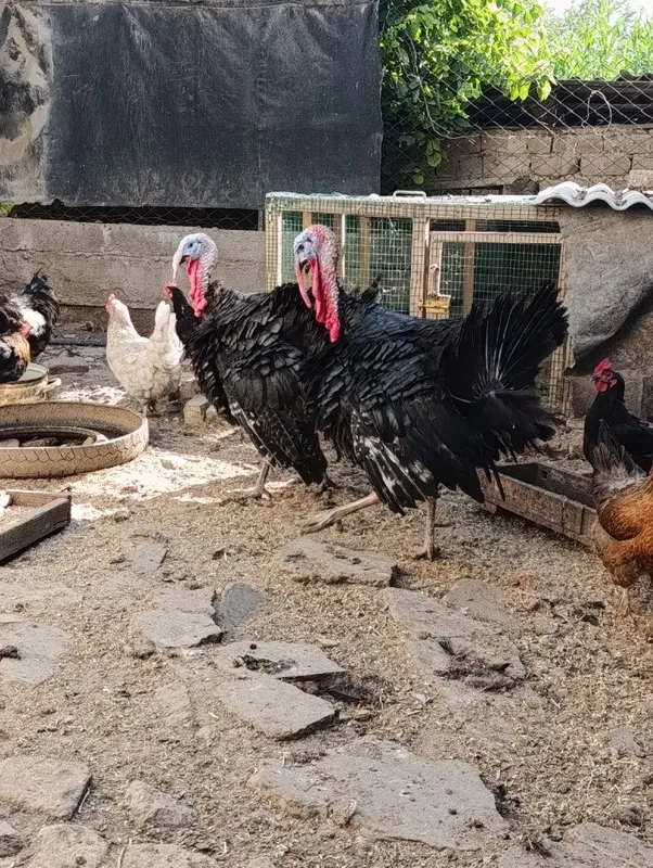 Продам 2 индюков