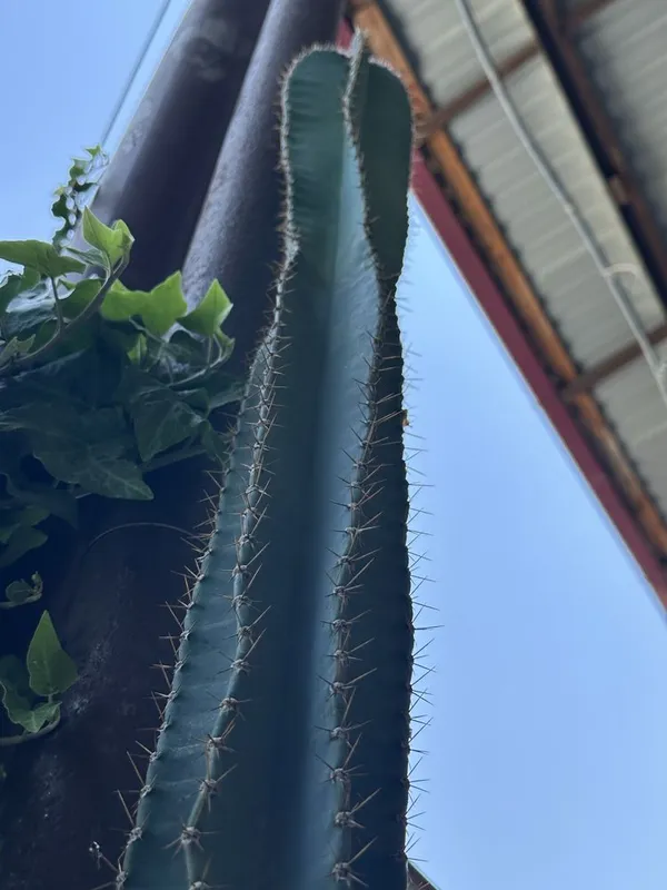 Церус (Cereus repandus / Cereus peruvianus) катус — 2.6 метр 3 Церус (Cereus repandus / Cereus peruvianus) катус — 2.6 метр 3