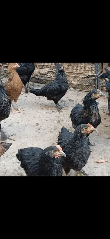 Qora Mag‘iz zotli parandalar 4 Qora Mag‘iz zotli parandalar 4