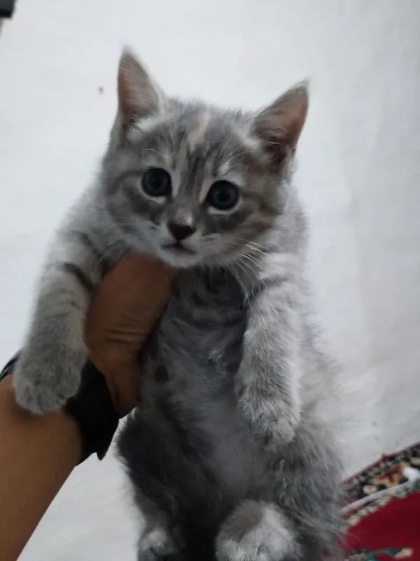 skotish fold va strayt — фото 1