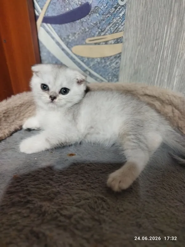 продаются шотландские котята серебряная шиншилла — фото 7