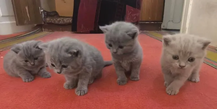 Продаётся кошка с котенками