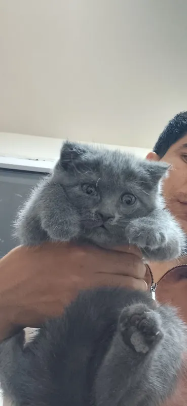 Scottish fold va straight 6