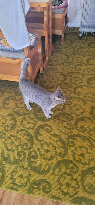 Отдадим кота в хорошие руки, кот находится в Янгиюле — фото 4