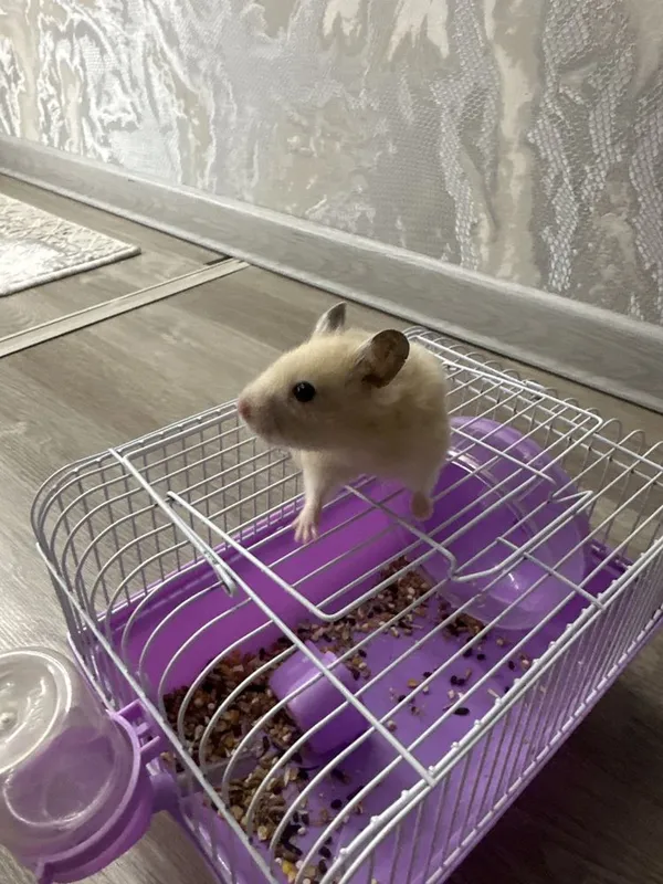 Хомяк . Hamstr продается 1 Хомяк . Hamstr продается 1