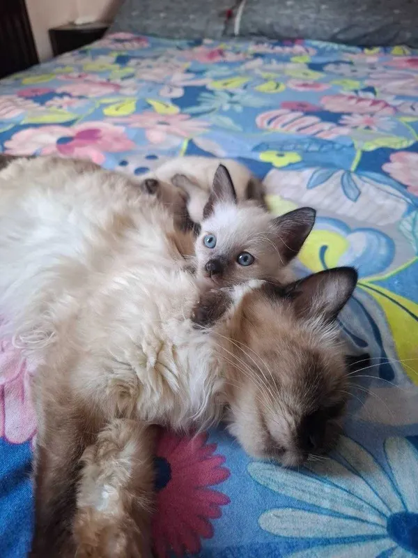 Сиамские котята продаются — фото 6