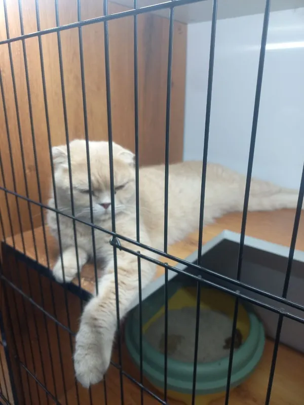Zotli mushuk sotiladi (шотландская вислоухая кошка) — фото 2
