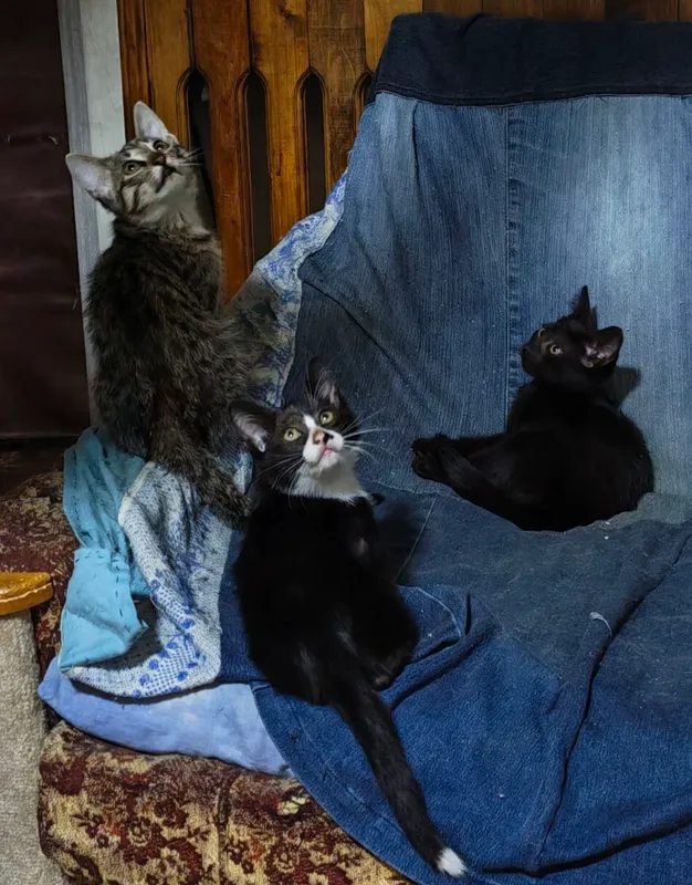 котята 9 котята 9