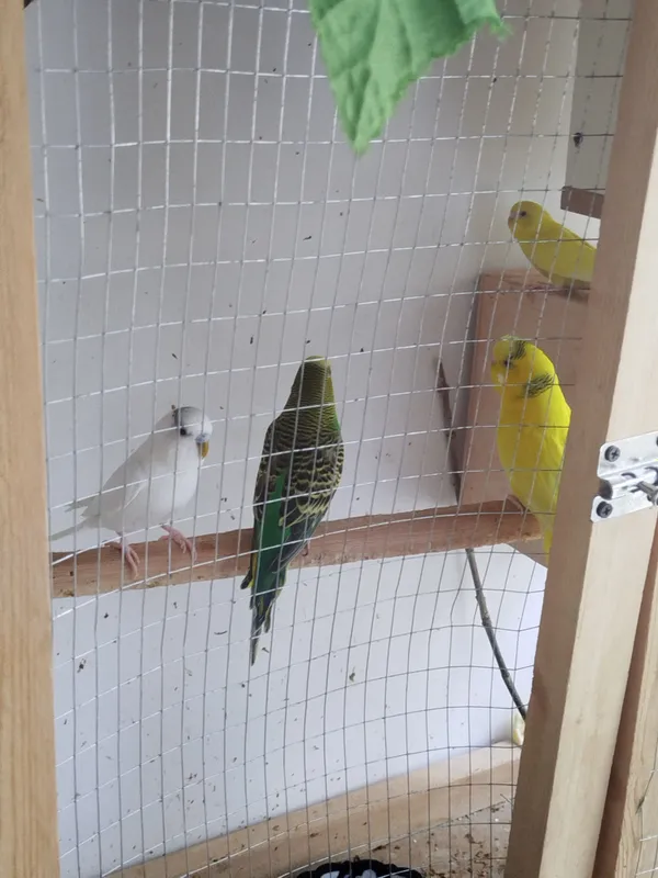 Попугаи 2 Попугаи 2