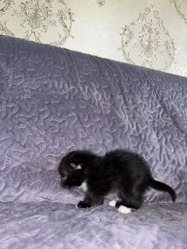 Скотиш фолд мушук — фото 1
