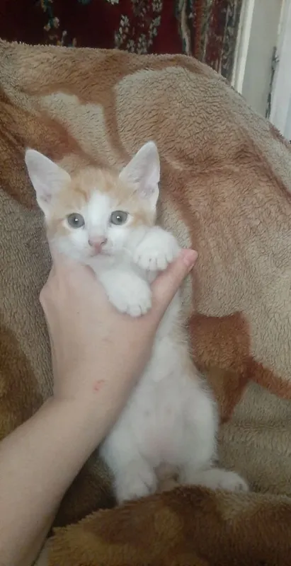 Котята в заботливые руки — фото 1