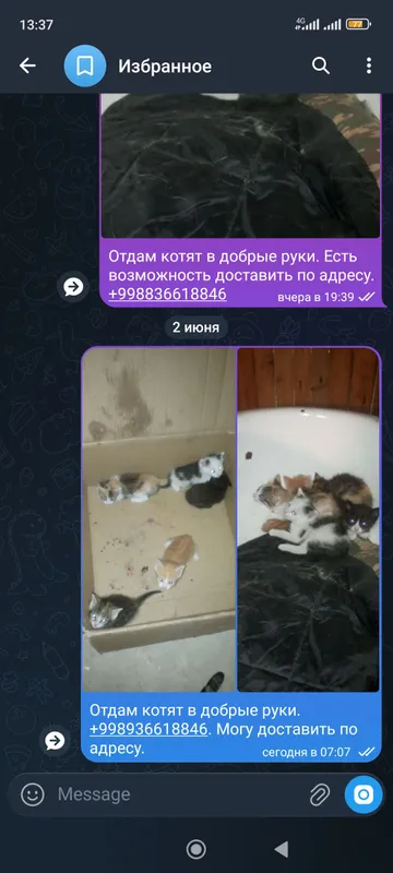 отдам котят в добрые руки — фото 2