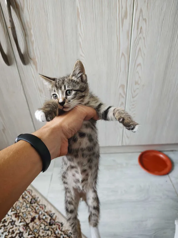 Отдадим котят в добрые руки 4 Отдадим котят в добрые руки 4