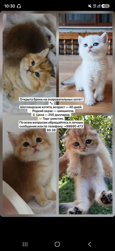 Shotland chinchillasi. Chiroyli rang. Sof zotli. 1