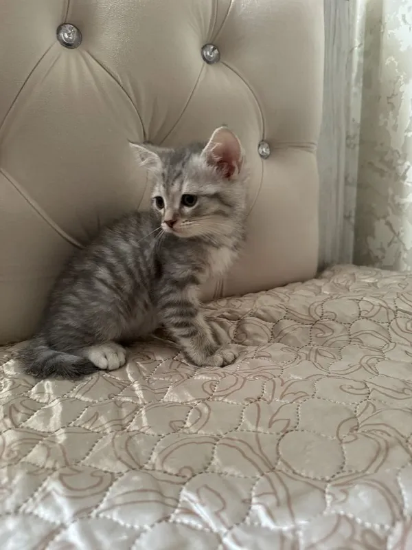 Котенок Шотландский 2 Котенок Шотландский 2
