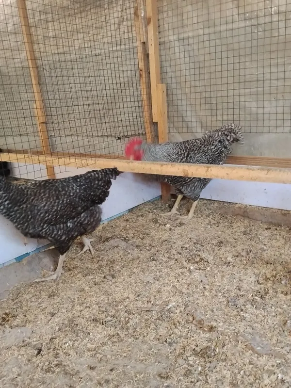 Amroksla sotiladi 1+4 3
