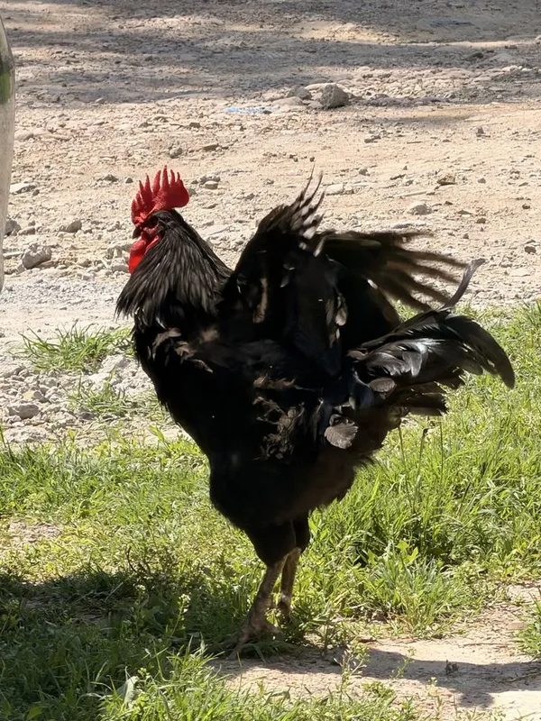 Xoroz sotila 300