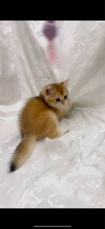 Scottish Fold и Scottish Straight Golden 4 Scottish Fold и Scottish Straight Golden 4