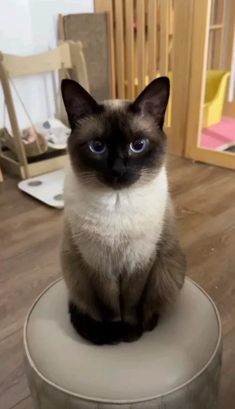 Сиамская кошка Сиамская кошка