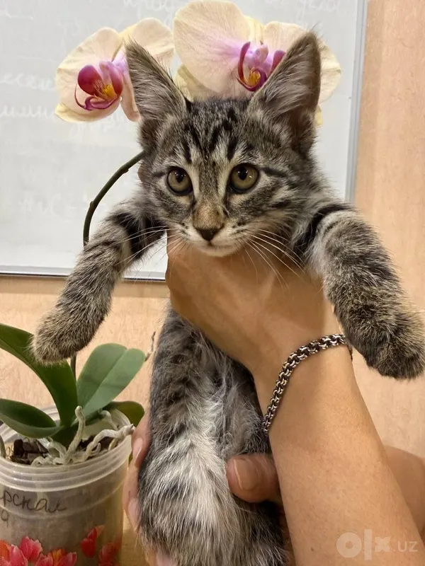 Отдам в добрые руки домашних котят 2 Отдам в добрые руки домашних котят 2