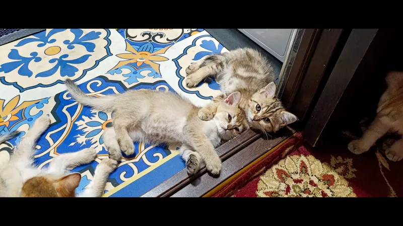 Mushukchalar,Котята 2 Mushukchalar,Котята 2