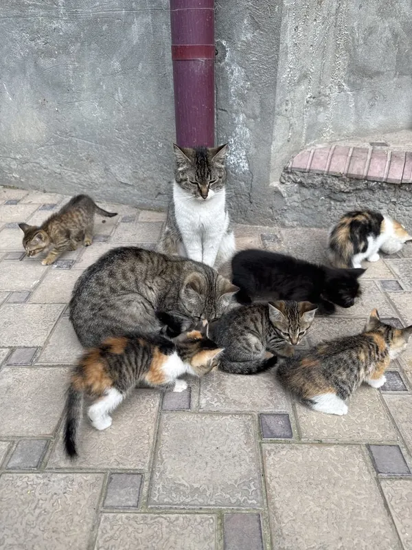 Отдам кошек даром в хорошие руки