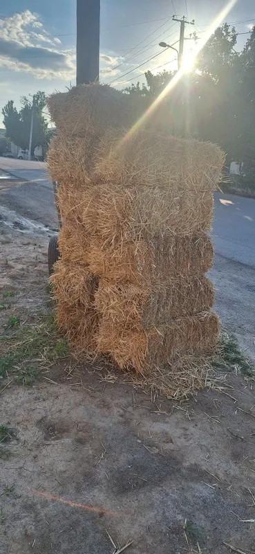 Сомон лойга пресс — фото 1