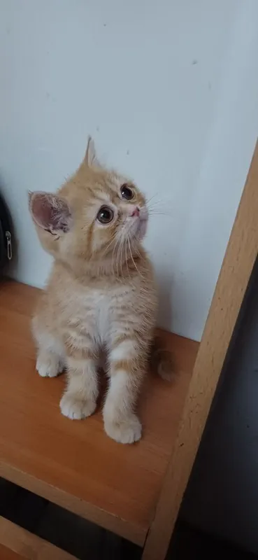 Kiz British shorthair 3 oylik mushuk
