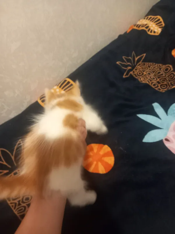 Котята в добрые руки — фото 3