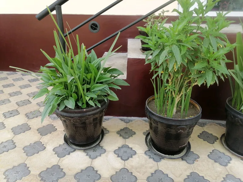 honaki gullar sotiladi — фото 2