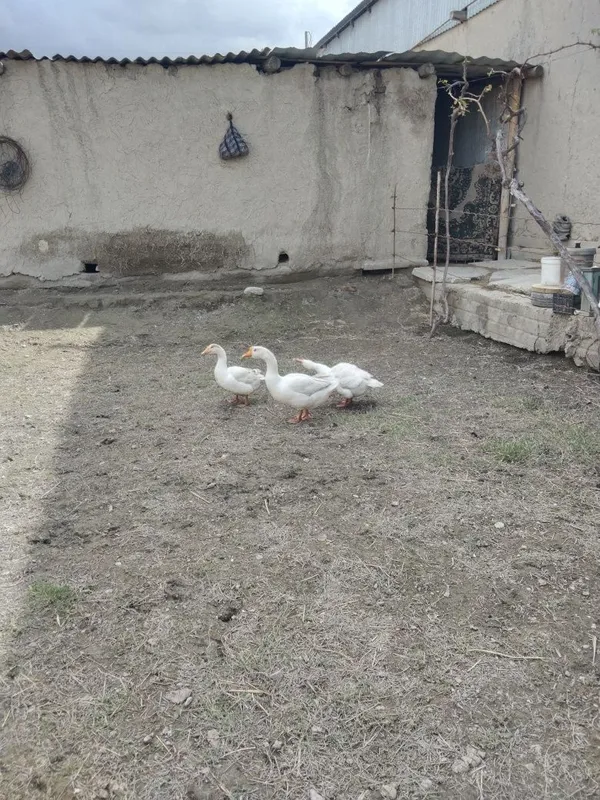 Ĝozlar sotiladi. 8 Ĝozlar sotiladi. 8