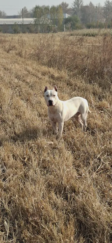 Vyazka uchun Amerkanskiy Pit bull — фото 2