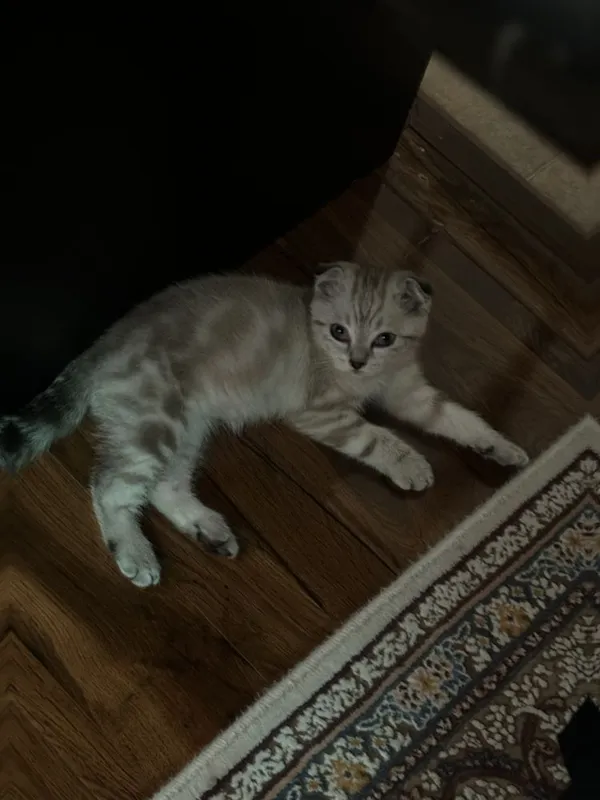 Продается Скоттиш Фолд 5