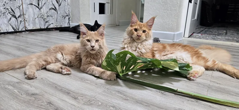 котята породы Мейн Кун