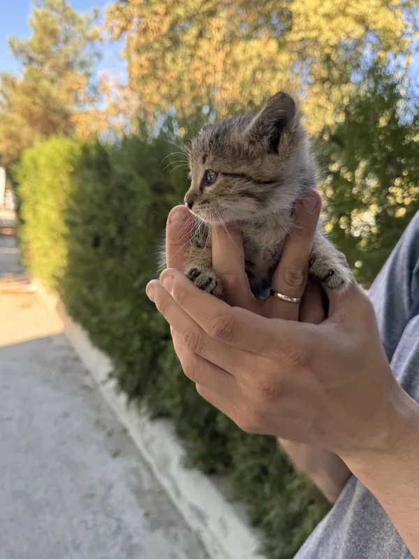 Замечательный котенок мальчик 1,5 месяца. В добрые руки 3 Замечательный котенок мальчик 1,5 месяца. В добрые руки 3