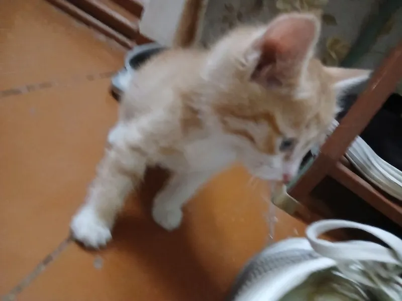 Отдам в хорошие руки котят (девочка и мальчик)