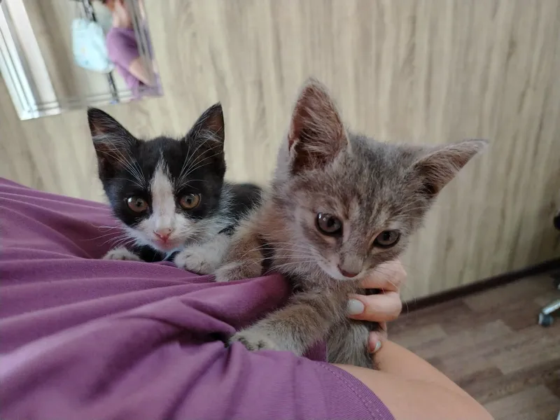 Отдам котят в хорошие руки