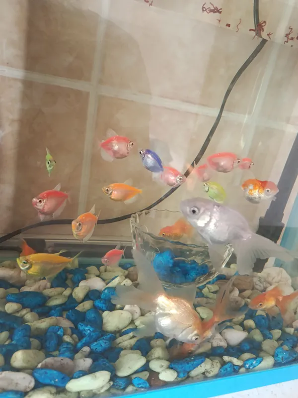 akvarium baliqlari bilan sotiladi 2