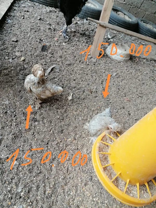 Продаются петухи, цыплята-петушки и японские перепела 4 Продаются петухи, цыплята-петушки и японские перепела 4
