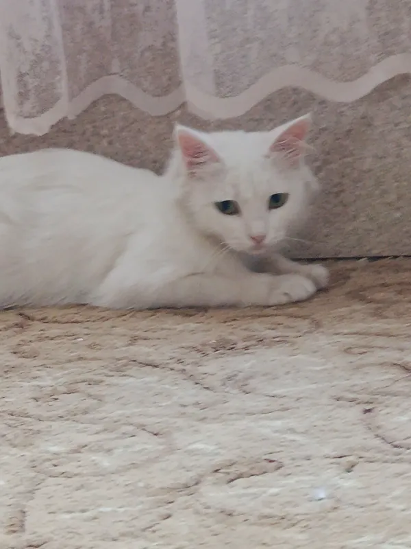 Zoti Angora qiz bola mushuk