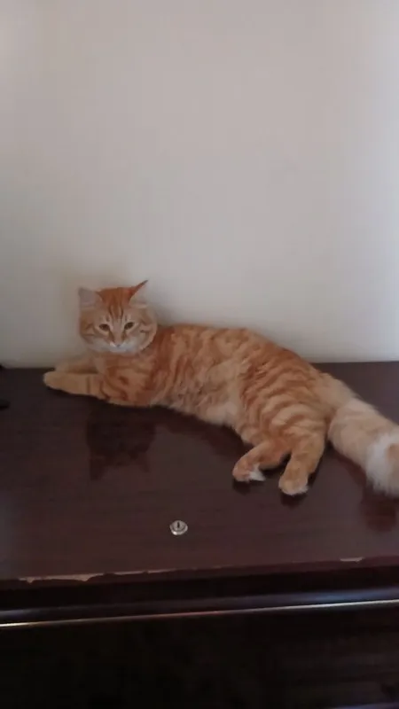 Mushuk oʻgʻil mushuk 3 Mushuk oʻgʻil mushuk 3