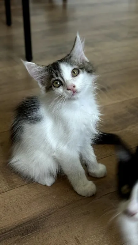 Котята ищут себе добрых хозяев 4 Котята ищут себе добрых хозяев 4