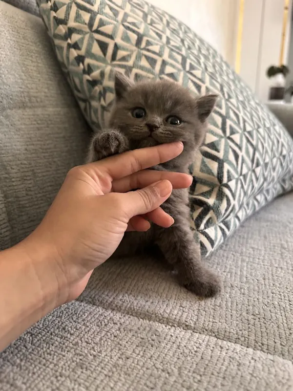 Котенок Британец — фото 2