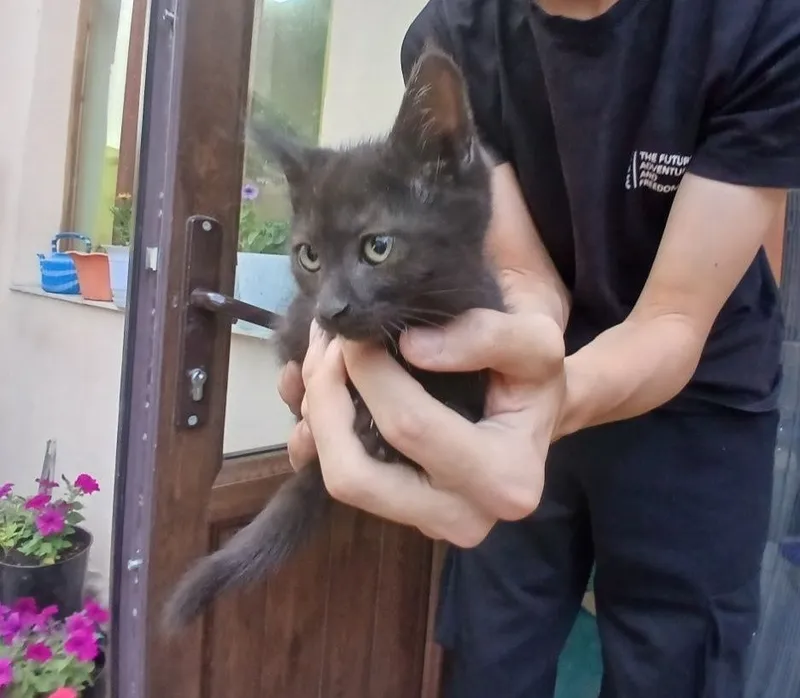 Котята в добрые руки — фото 2