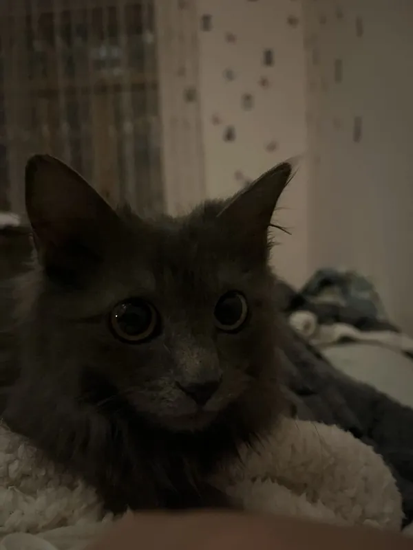 продается кошка — фото 1