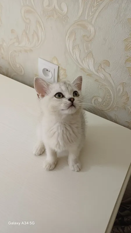 Котёнок продаётся! 2