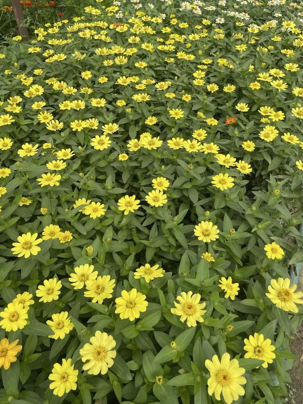 Zina (qoqon gul) gul kochatlari — фото 2