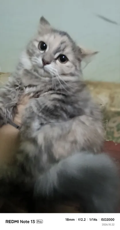 Mushuklar sotiladi 5