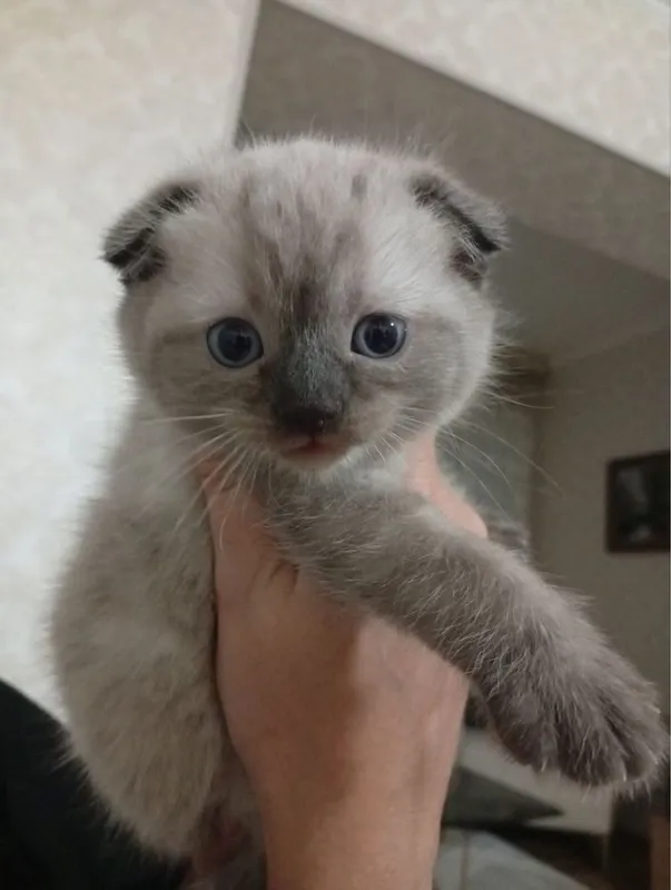 Продаются породистые котята.