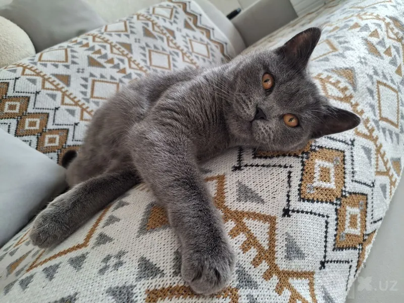 Продаётся кошка. Продаётся кошка.